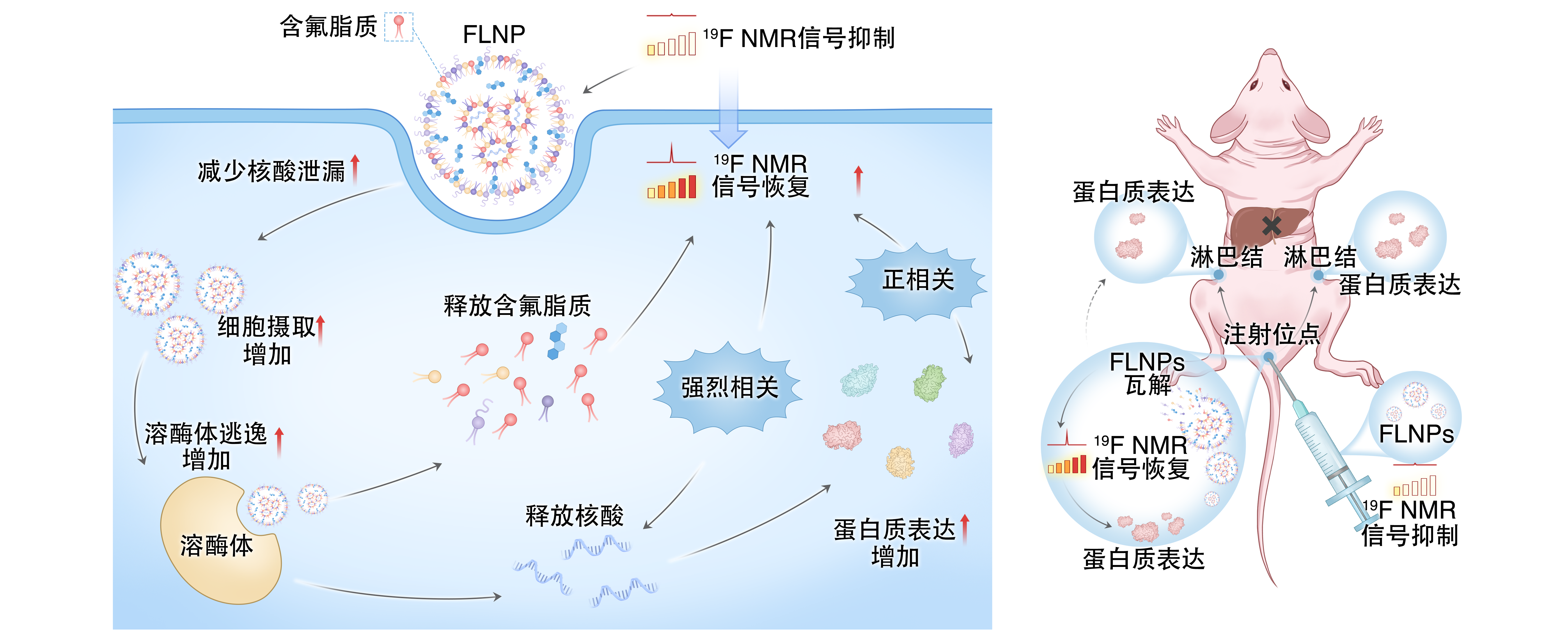 让 mRNA 在体内“看得见” PA真人国际在mRNA疫苗递送研究方面取得重要进展